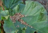 Rheum rhabarbarum