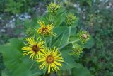 Inula helenium