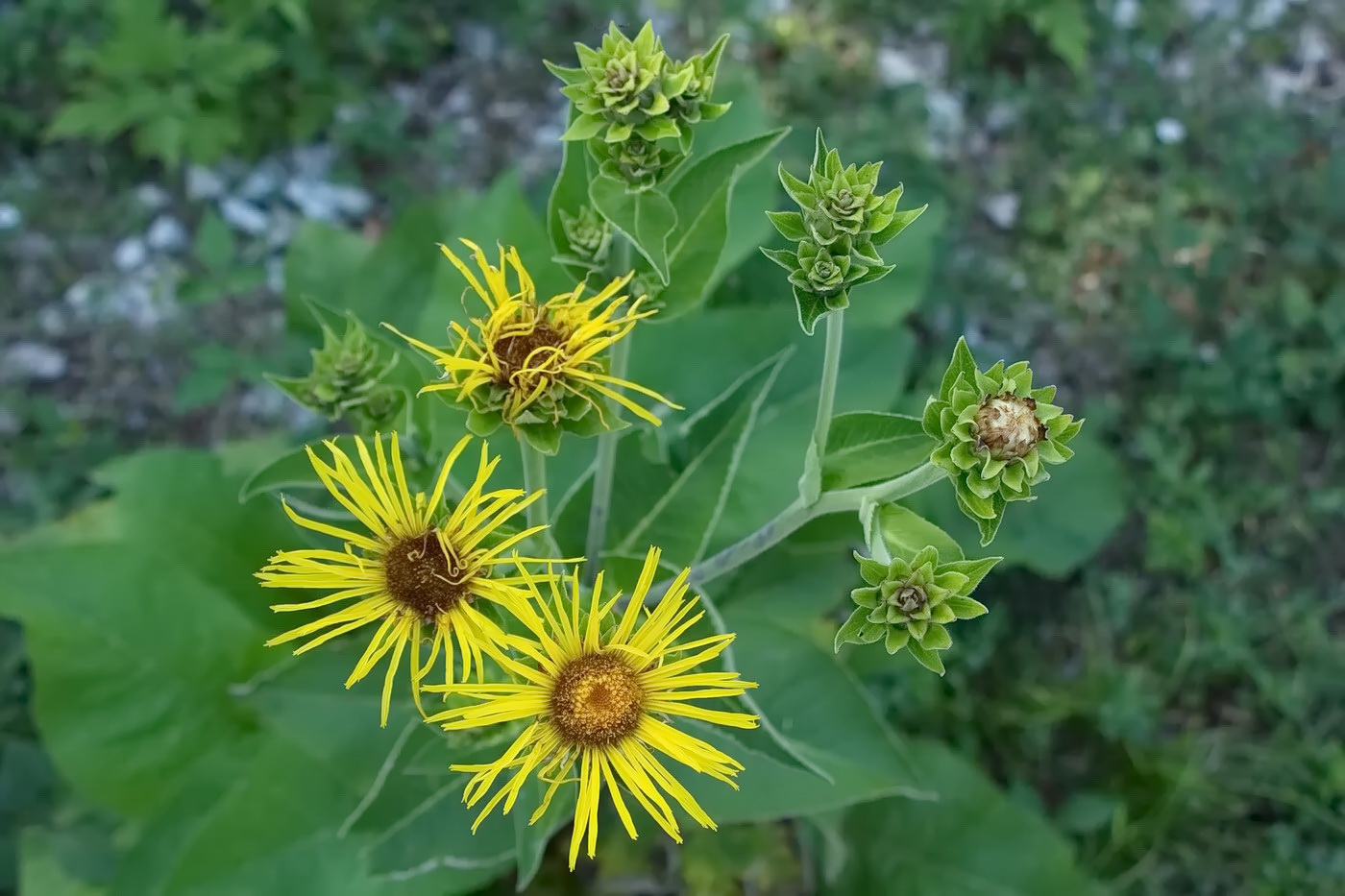 Image of Inula helenium specimen.