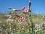 Silene brahuica