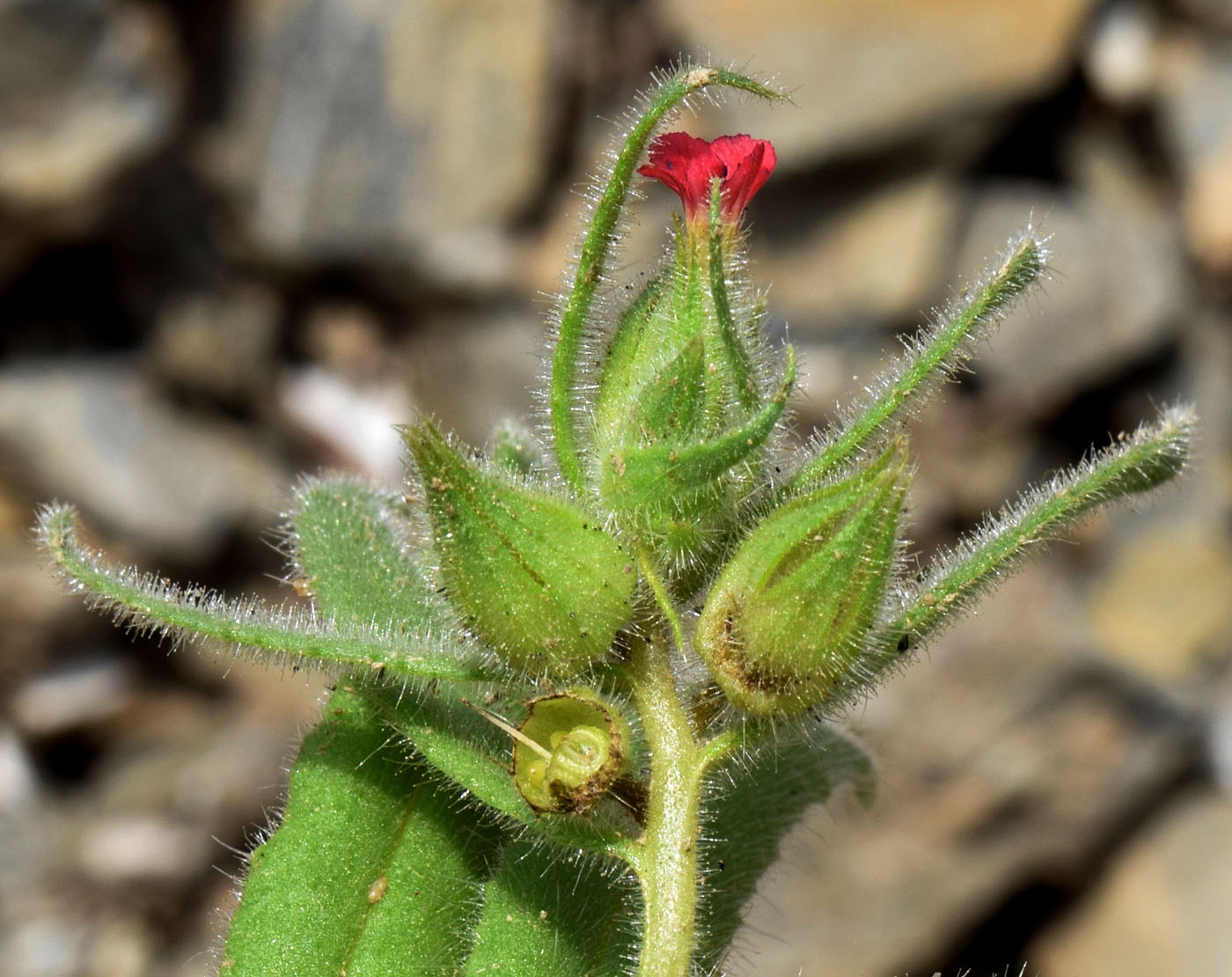 Image of Nonea caspica specimen.