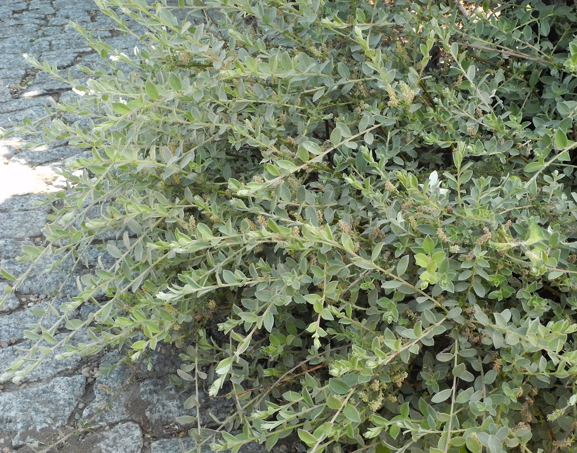 Изображение особи Salix repens.