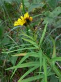 Hieracium umbellatum. Верхушка цветущего растения. Свердловская обл., г. Екатеринбург, окр. пос. Шабровский, берёзовый лес с примесью сосны. 19.08.2018.