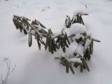 род Rhododendron. Зимующее растение со свернувшимися от мороза листьями. Тверская обл., г. Тверь, Городской сад, клумба. 26 декабря 2018 г.