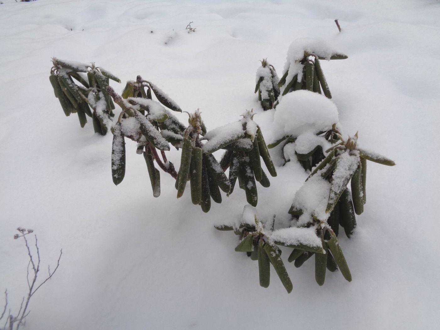 Изображение особи род Rhododendron.