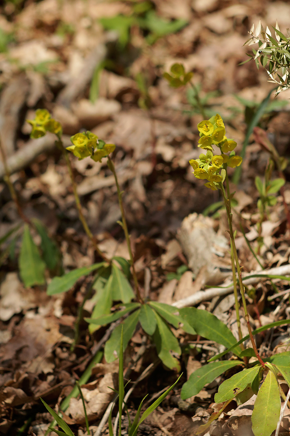 Image of Euphorbia amygdaloides specimen.