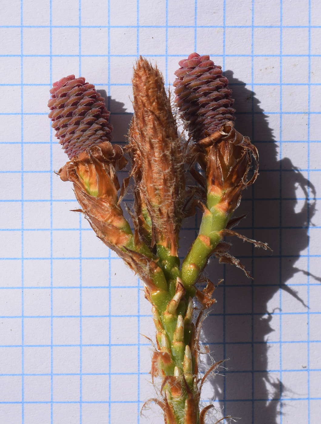 Изображение особи Pinus halepensis.