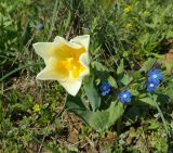 Tulipa suaveolens. Цветущее растение (cправа - цветущая Anchusa pusilla). Крым, Керченский п-ов, Опукский заповедник, приморская степь. 22.04.2019.