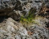 genus Carex. Зацветающие растения. Пермский край, Лысьвинский р-н, склон у основания камня Ростун, расщелина в камне. 02.05.2019.