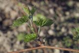 Vitis amurensis. Побег текущего года с развивающимся соцветием. Костромская обл., Судиславский р-н, дер. Антипино, в культуре (происхождение - Амурская обл.). 12.05.2019.