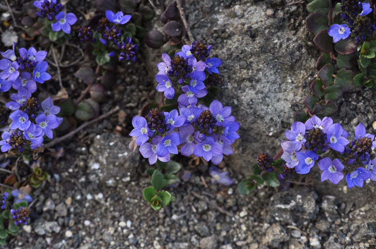 Изображение особи Veronica liwanensis.