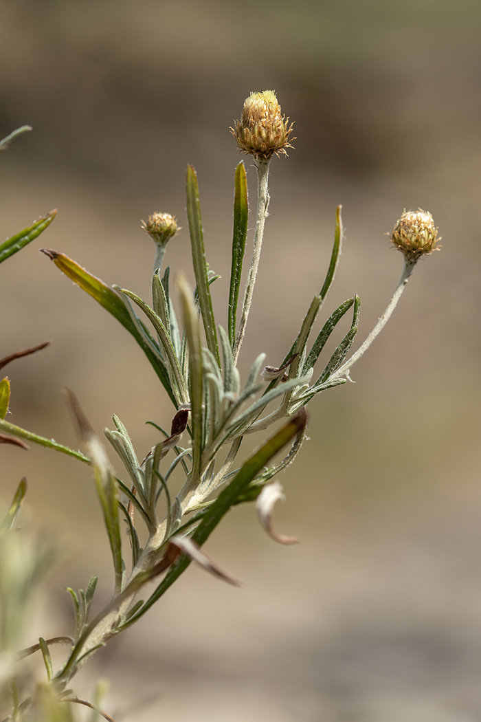 Image of Phagnalon saxatile specimen.