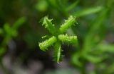 Ranunculus arvensis var. tuberculatus