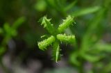 Ranunculus разновидность tuberculatus