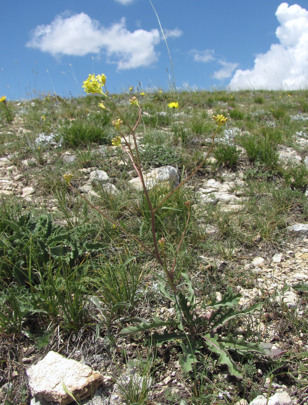 Image of familia Brassicaceae specimen.