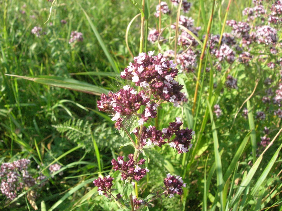 Изображение особи Origanum vulgare.