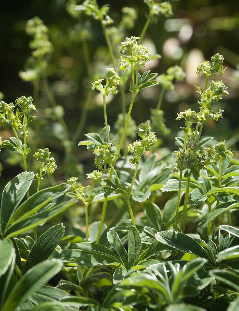 Изображение особи Alchemilla hoppeana.