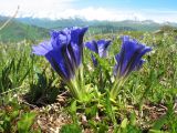 Gentiana grandiflora