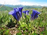 Gentiana grandiflora. Цветущее растение. Казахстан, Центральный Алтай, окр. оз. Рахмановское, пер. Радостный, ≈ 2200 м н.у.м., горная тундра. 26 июня 2019 г.