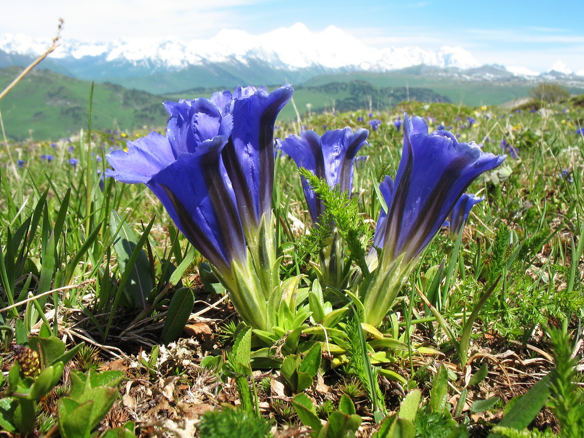 Изображение особи Gentiana grandiflora.