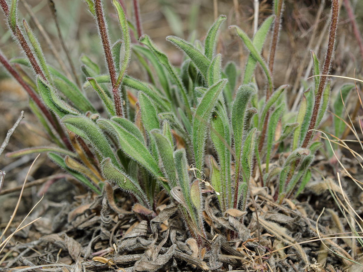 Image of Aster serpentimontanus specimen.