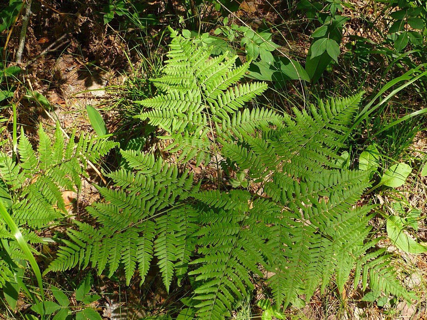 Изображение особи Pteridium pinetorum.