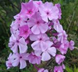 Phlox paniculata. Соцветие. Тверская обл., Весьегонский р-н, с. Чистая Дуброва, разнотравно-злаковый луг. 23 августа 2019 г.