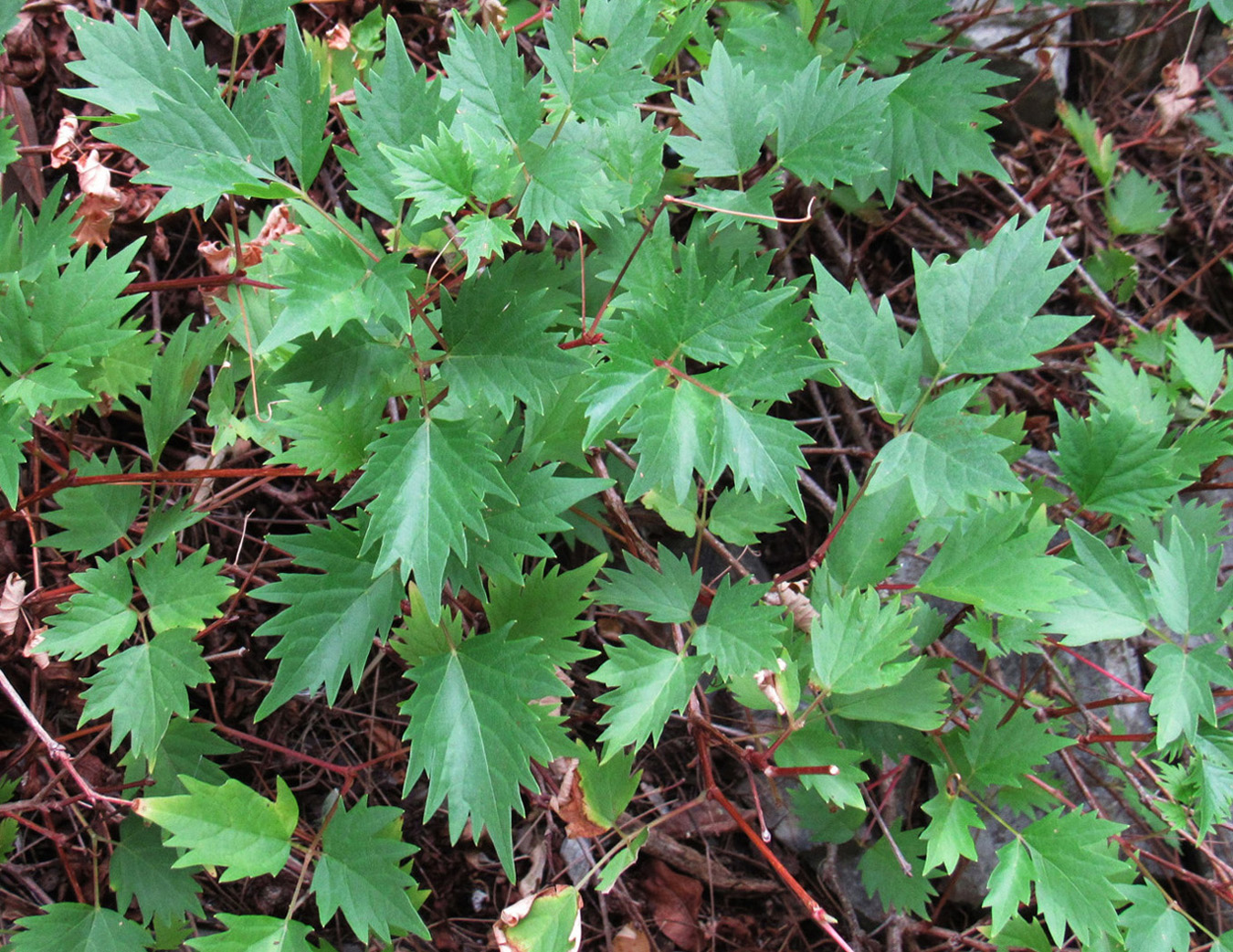 Image of Ampelopsis orientalis specimen.