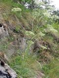 Aulacospermum multifidum