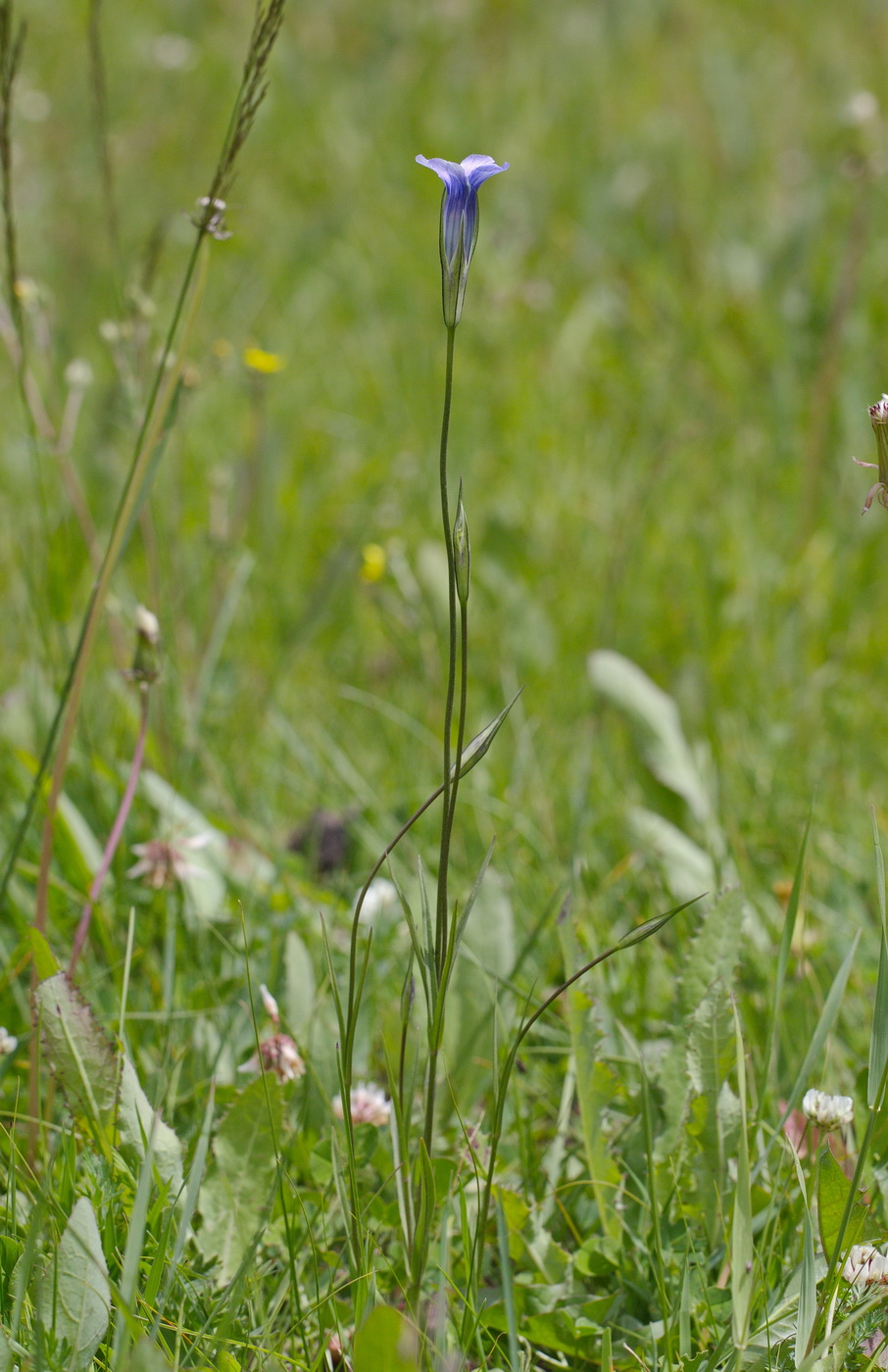 Image of Gentianopsis barbata specimen.