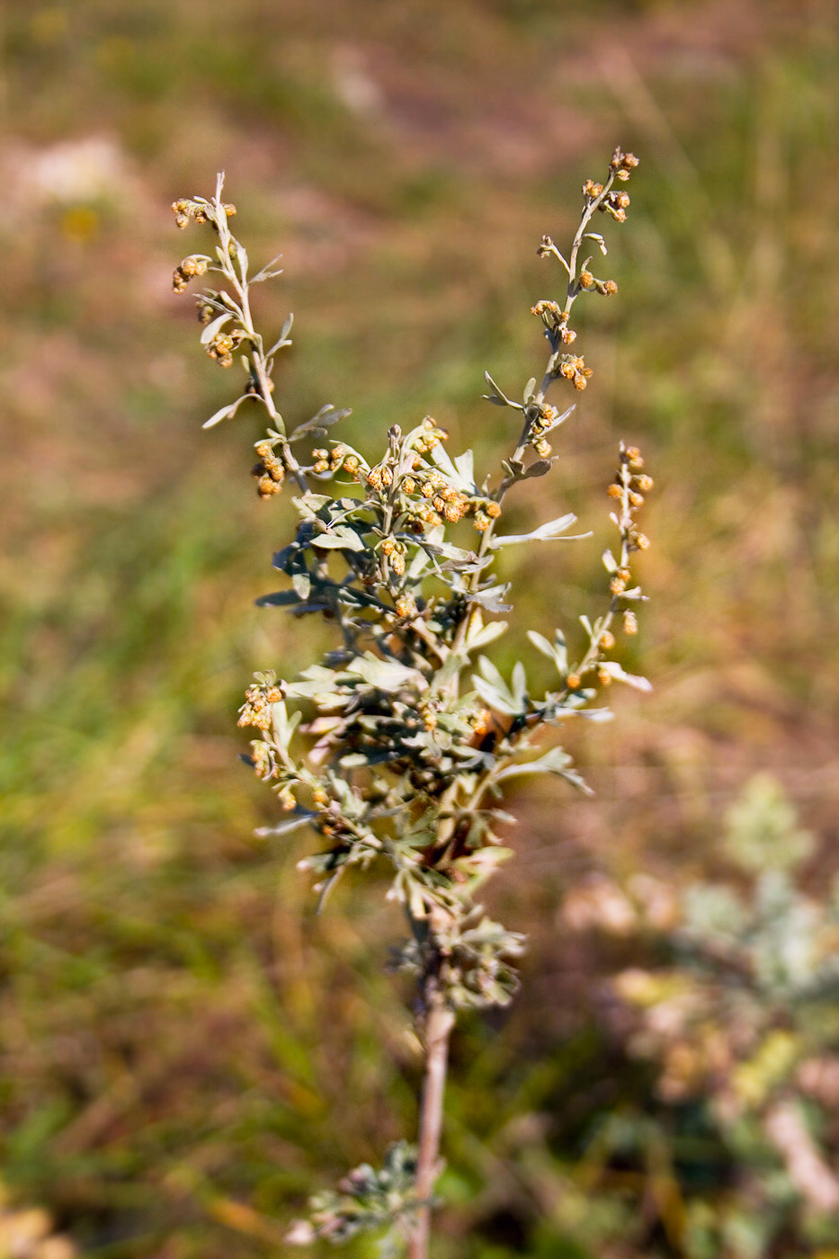 Image of genus Artemisia specimen.