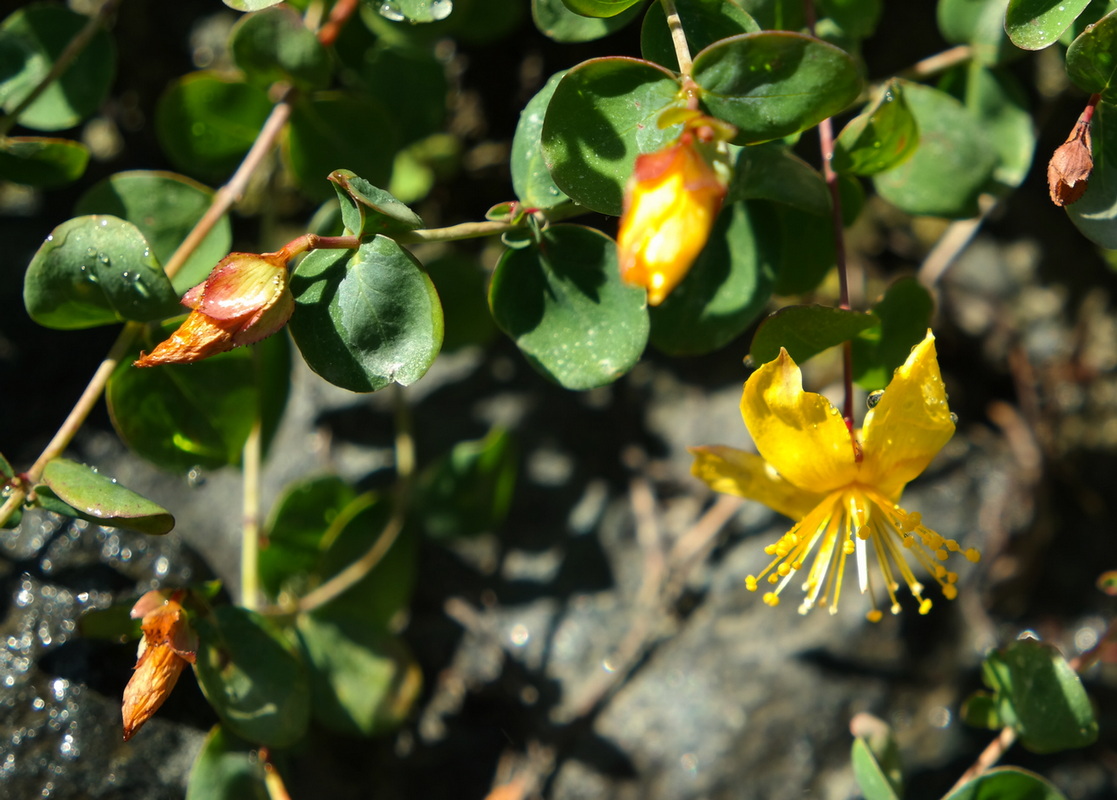 Image of Hypericum nummularioides specimen.