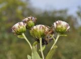 Aster maackii. Верхушка отцветшего растения. Приморский край, Шкотовский р-н, окр. с. Новонежино, сырой разнотравный луг. 22.09.2019.