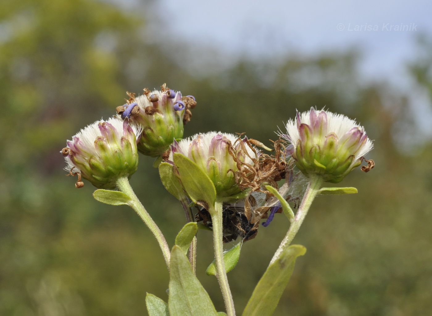 Изображение особи Aster maackii.