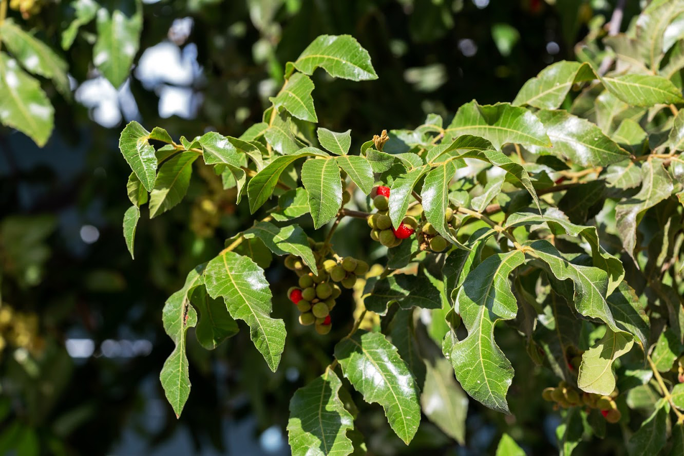 Изображение особи Alectryon tomentosum.