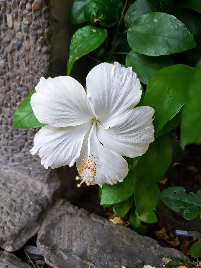 Image of Hibiscus rosa-sinensis specimen.