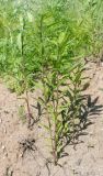 Solidago gigantea. Вегетирующие растения. Пермский край, г. Пермь, Кировский р-н, песчаный склон. 02.06.2019.