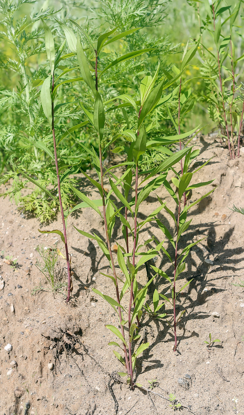 Изображение особи Solidago gigantea.