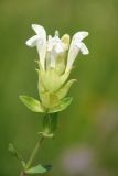 Scutellaria stepposa