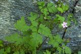 Geranium robertianum