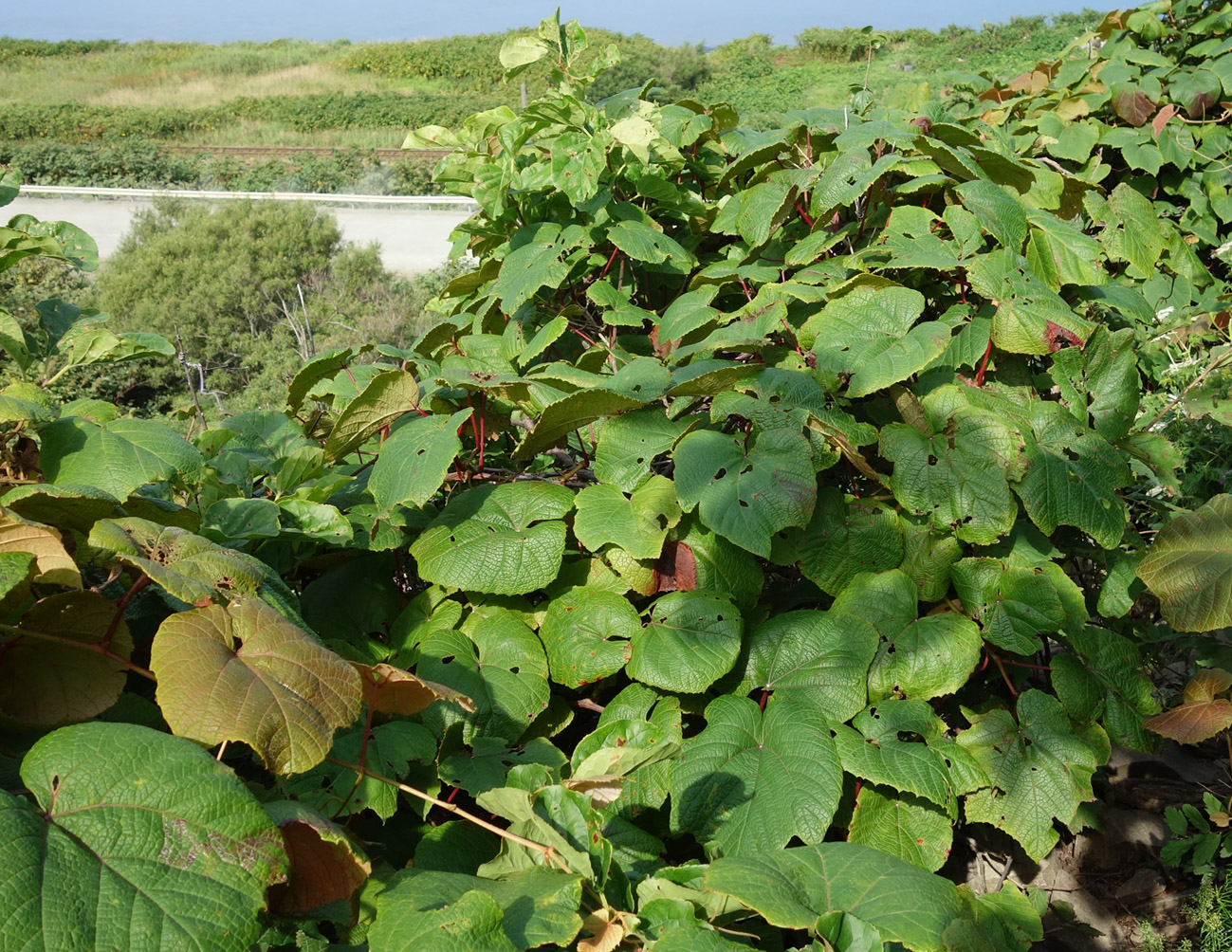 Изображение особи Vitis coignetiae.