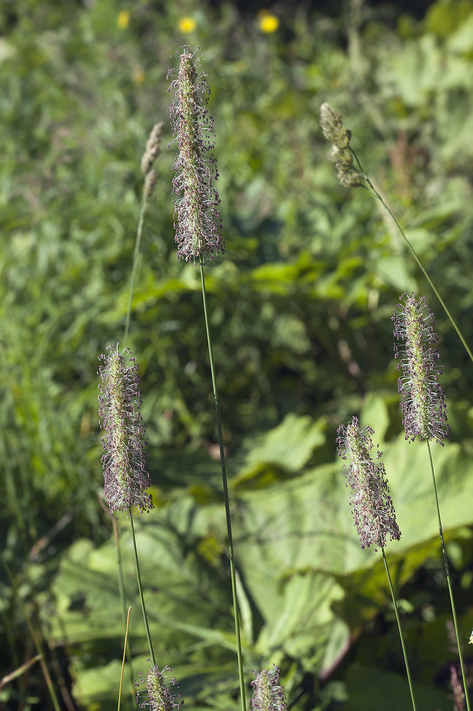 Image of Phleum pratense specimen.