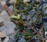 Desmanthus virgatus. Верхушка побега с соцветиями. Перу, регион La Libertad, пос. Huanchaco, устье сухого русла (Rio Seco). 28.10.2019.