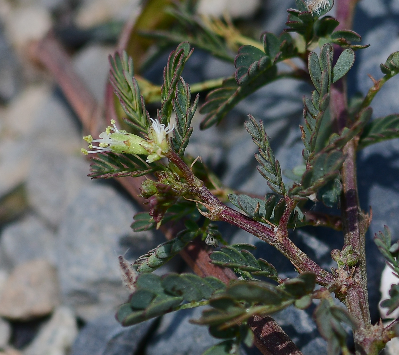 Изображение особи Desmanthus virgatus.