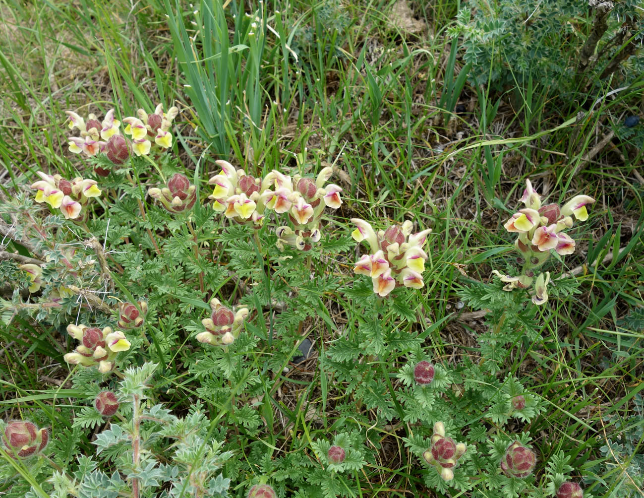 Изображение особи Scutellaria przewalskii.