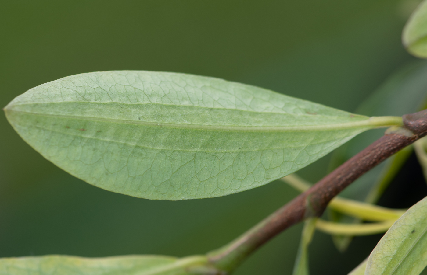 Изображение особи Erythroxylum coca.