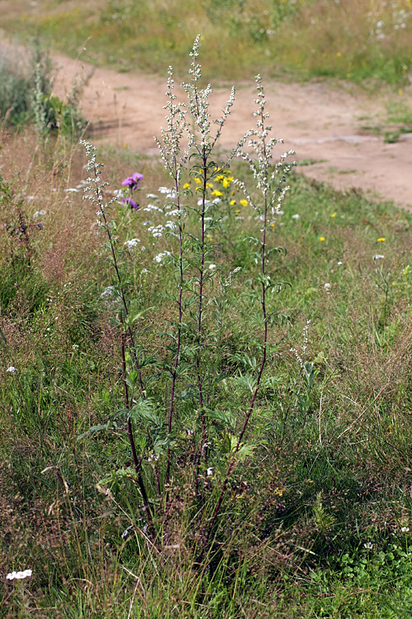 Изображение особи Artemisia vulgaris.