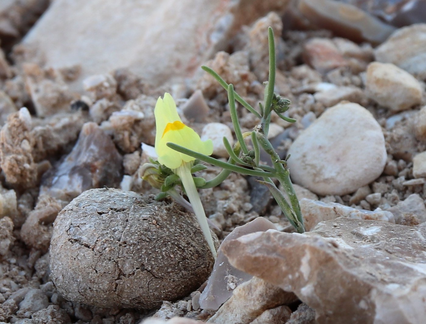 Изображение особи Linaria haelava.