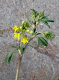 Medicago falcata