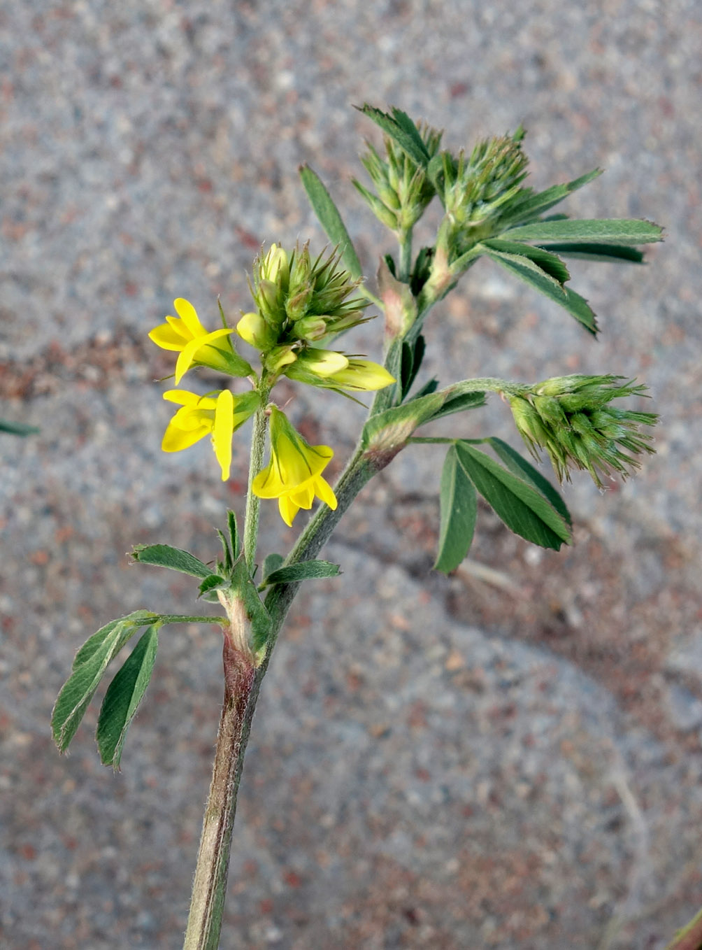 Изображение особи Medicago falcata.